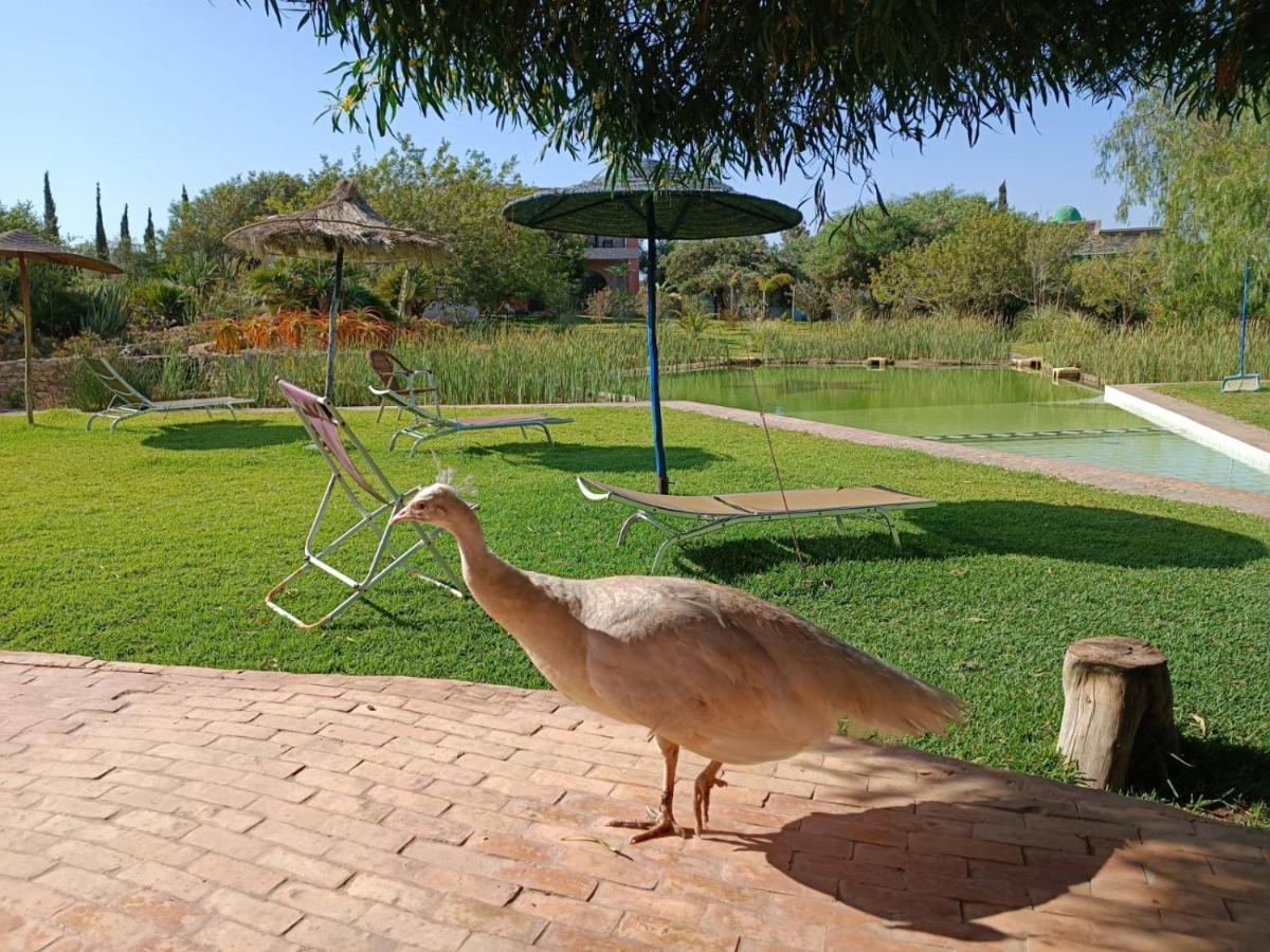 Douar Noujoum Bed & Breakfast Essaouira Ngoại thất bức ảnh