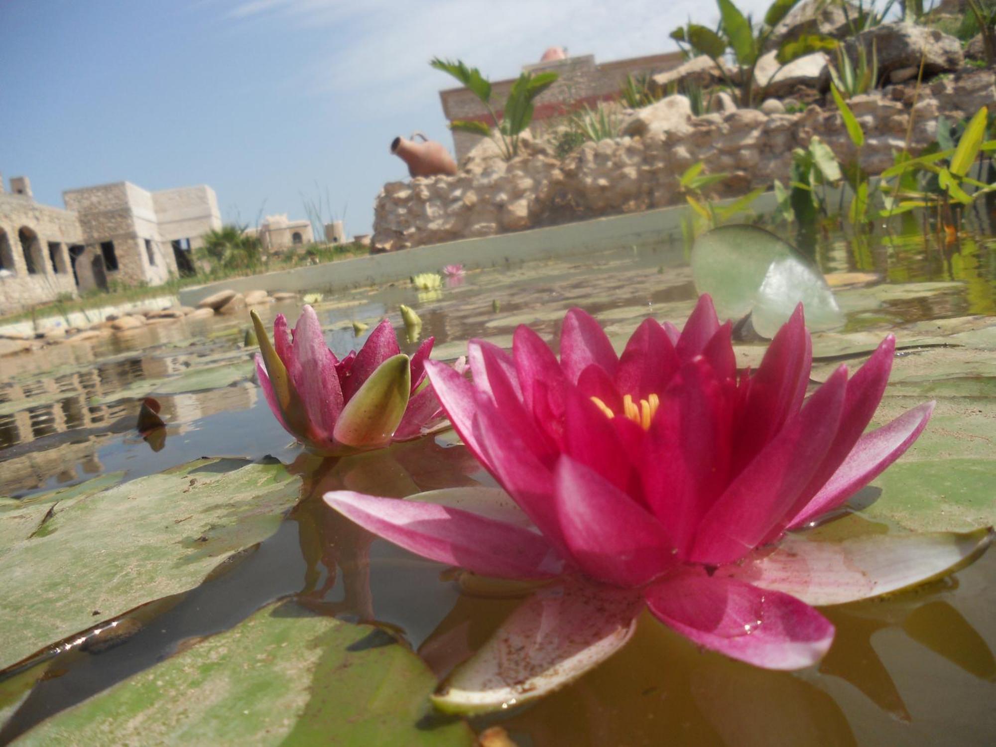 Douar Noujoum Bed & Breakfast Essaouira Ngoại thất bức ảnh